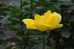月季花 