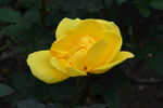 月季花  