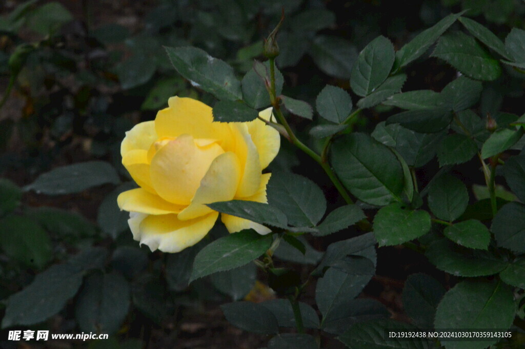 月季花  
