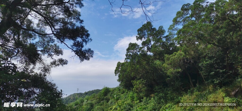 森林里的天空