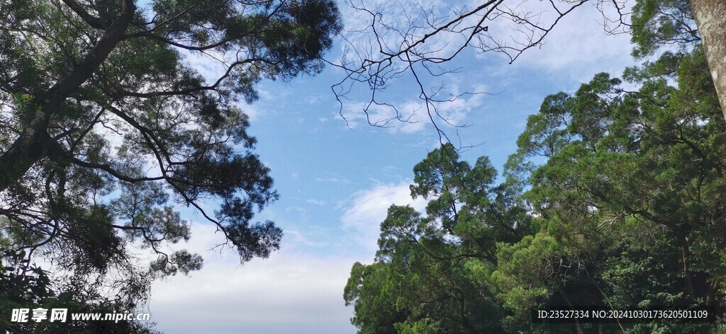 森林里的天空