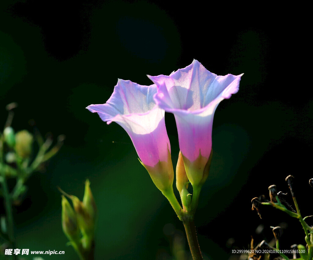 牵牛花  