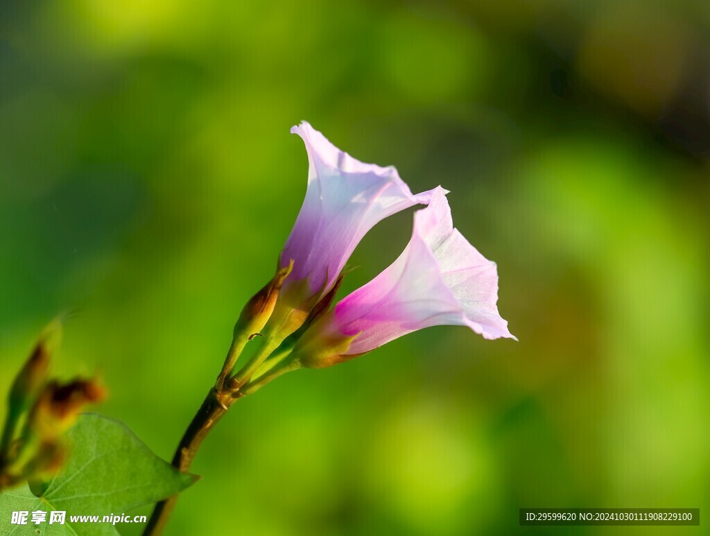 牵牛花  