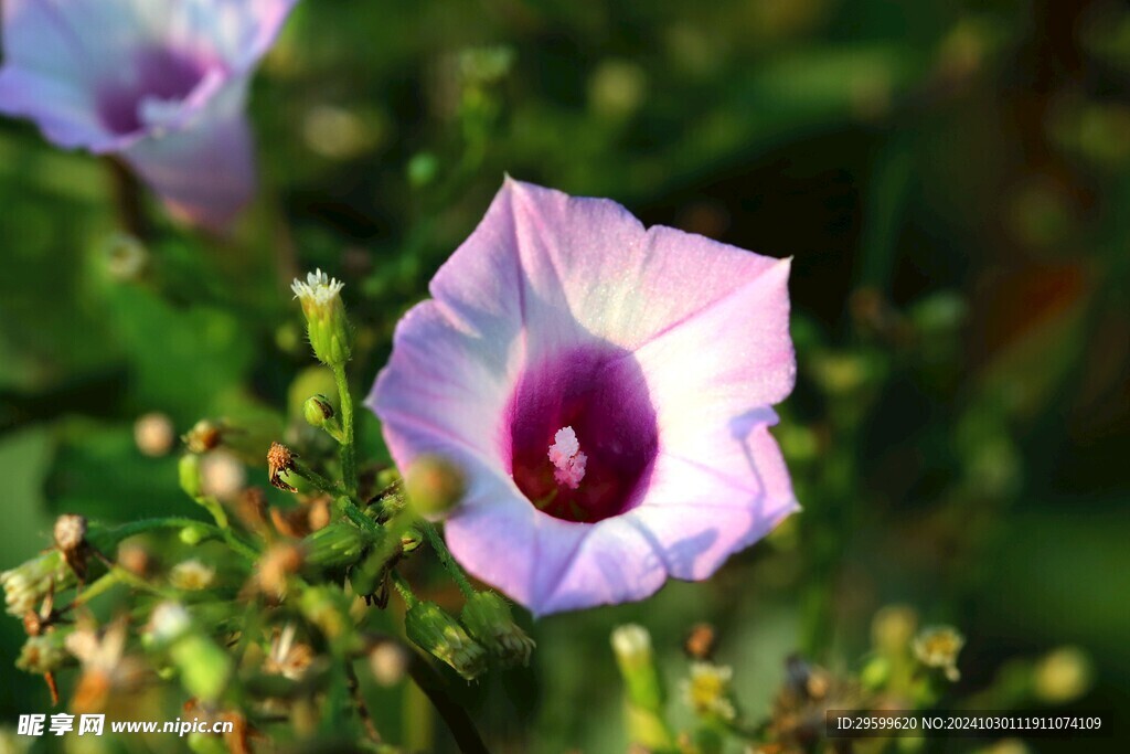 牵牛花 