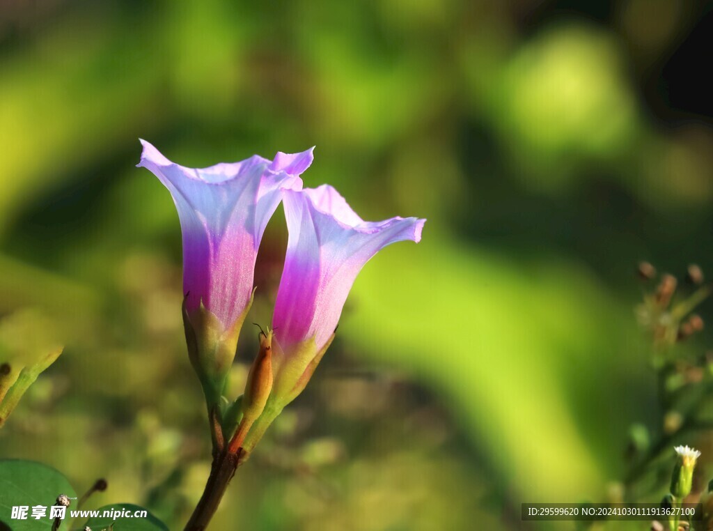 牵牛花  