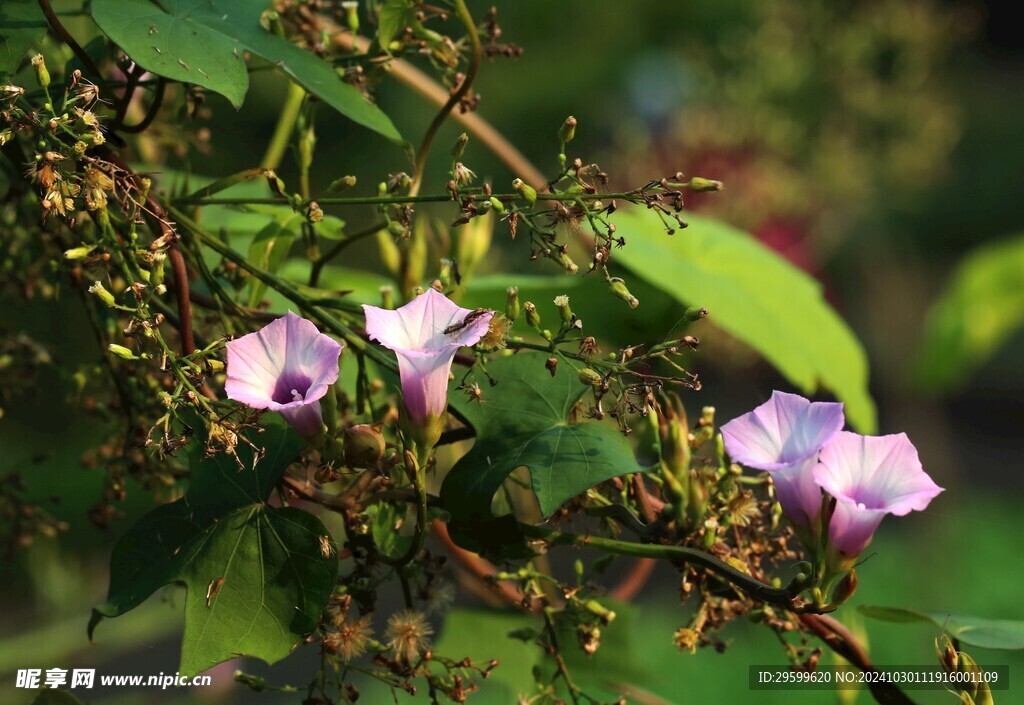 牵牛花 