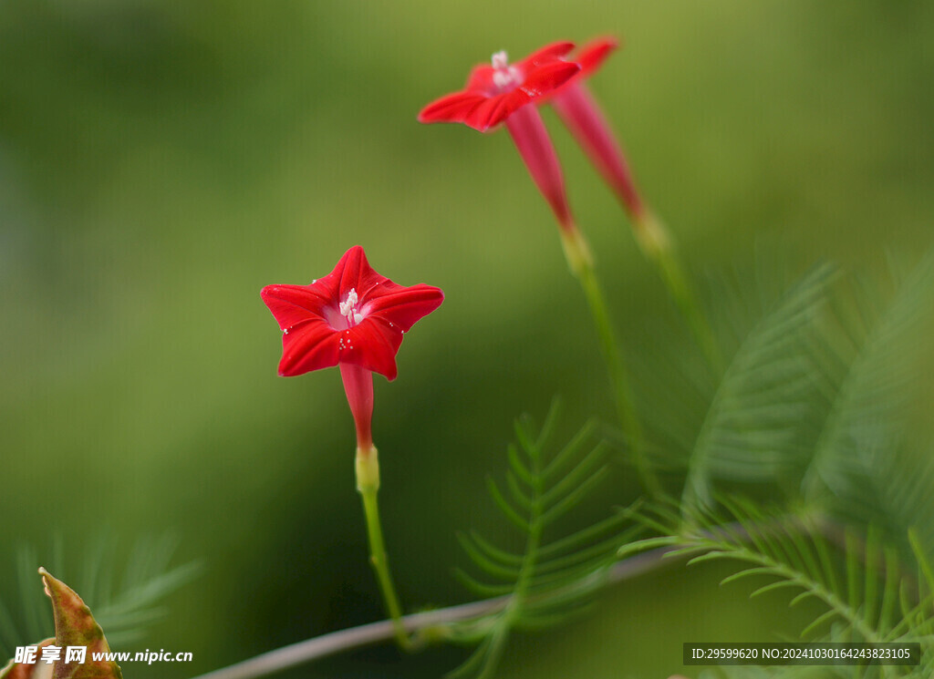 牵牛花 