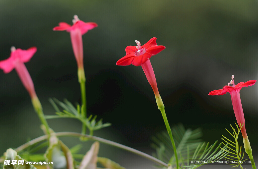 牵牛花 