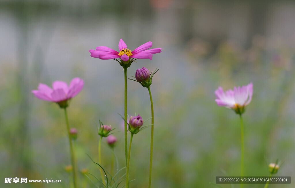 格桑花  
