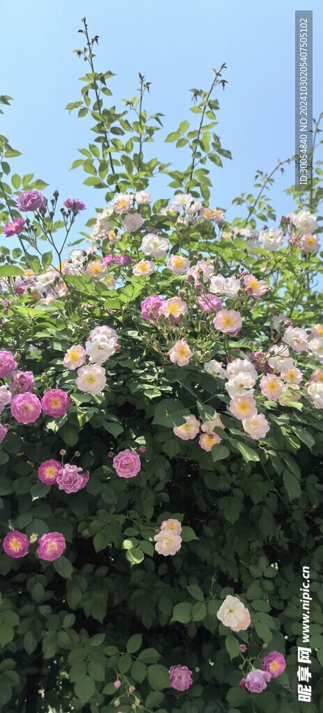五彩斑斓蔷薇花