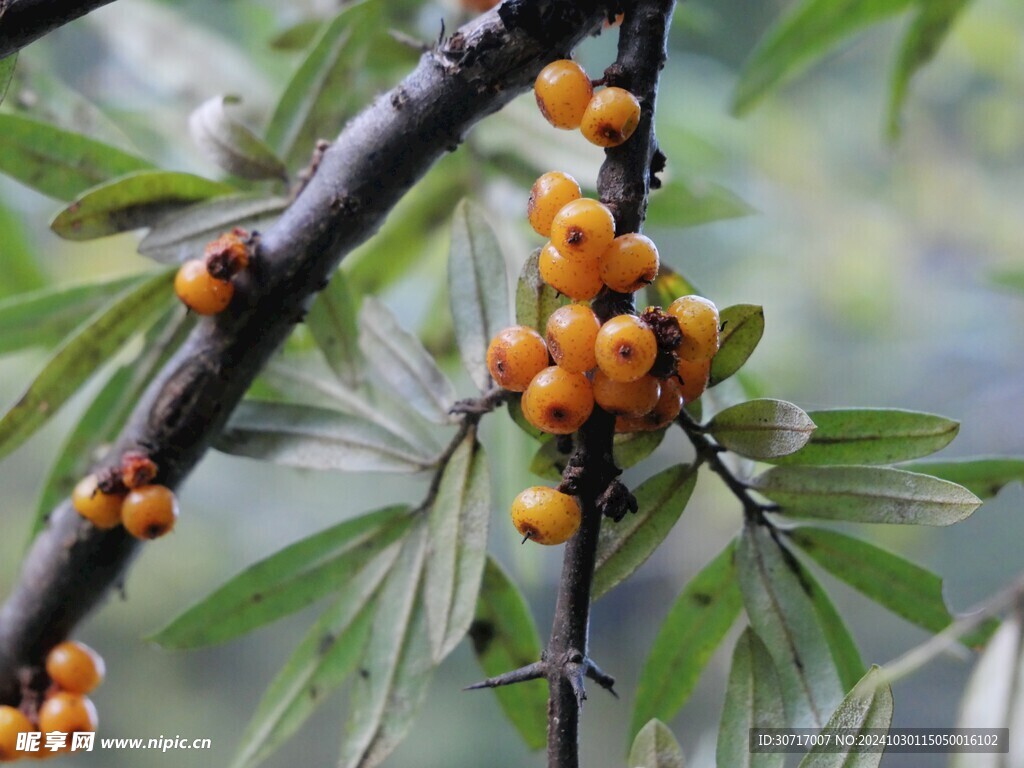 沙棘果