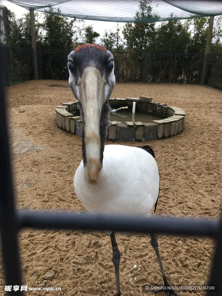 丹顶鹤