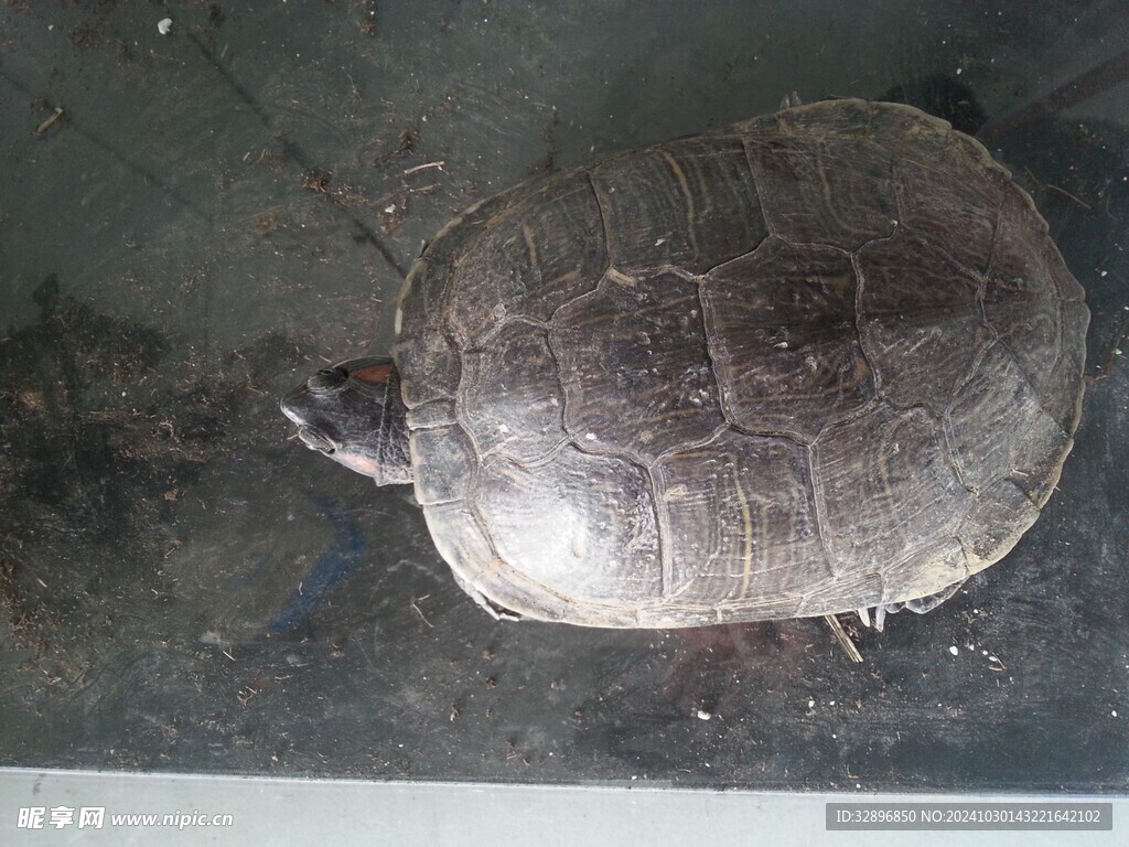 乌龟