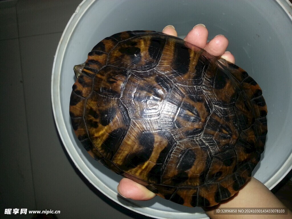 乌龟