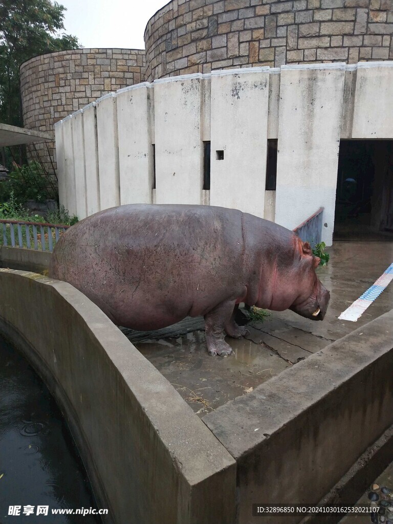 河马