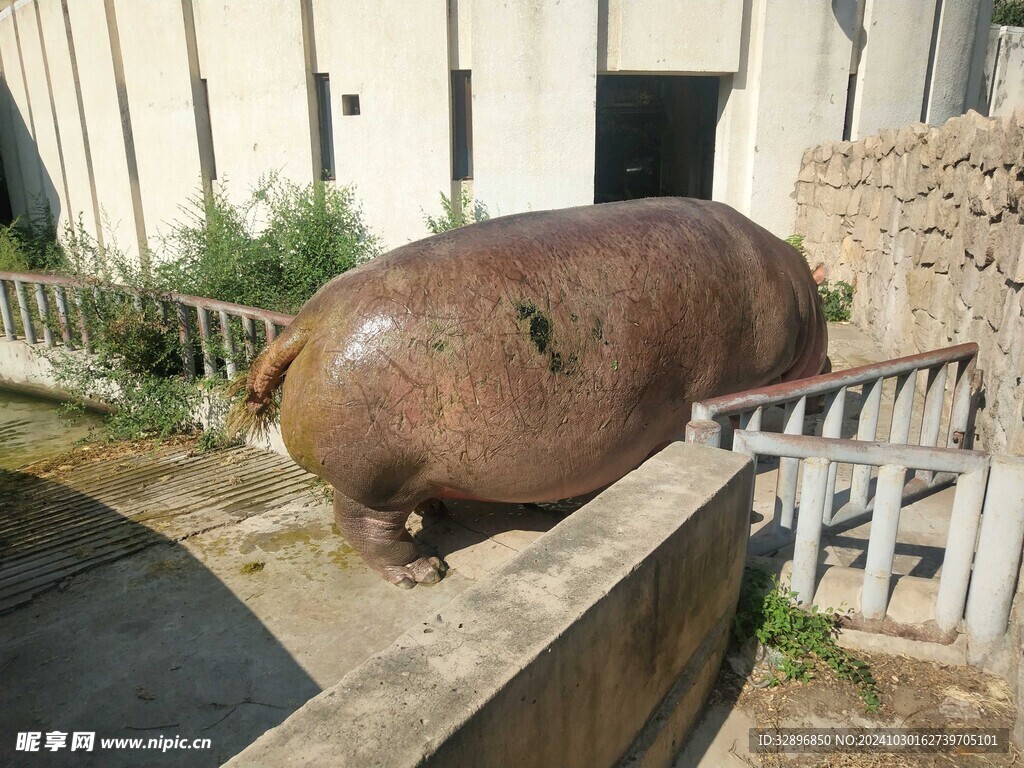 河马