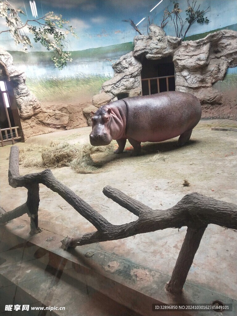 河马