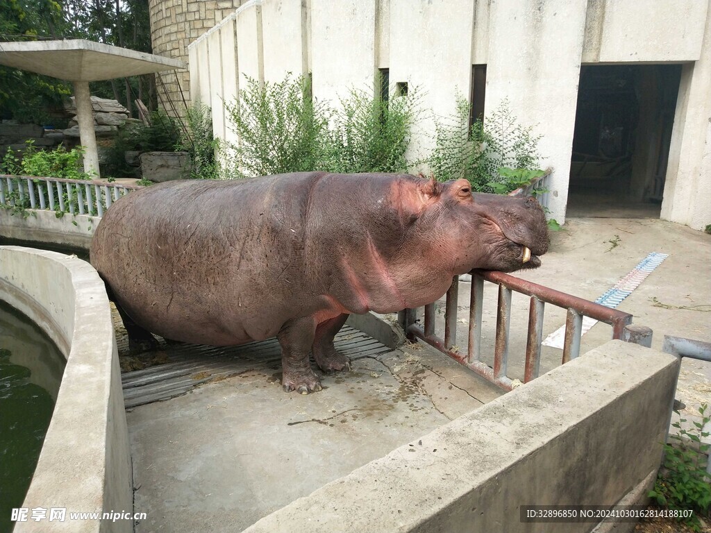 河马