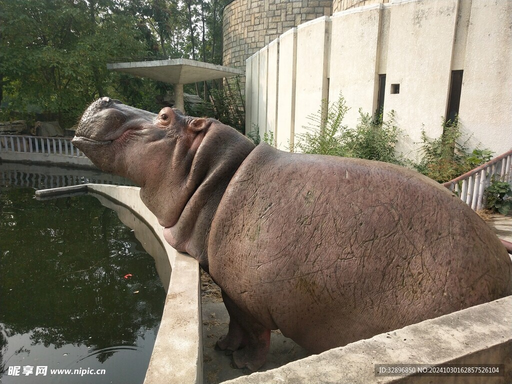 河马