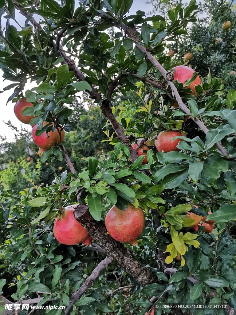石榴