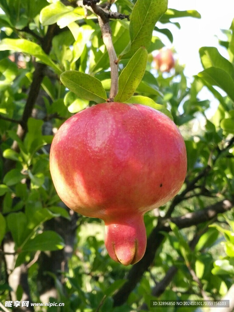 石榴