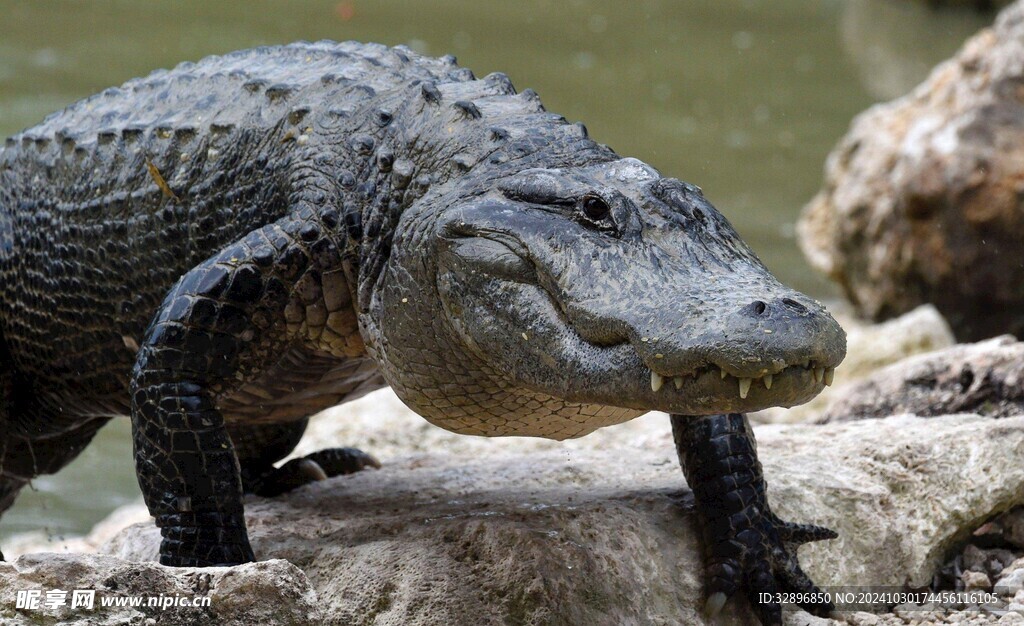 鳄鱼