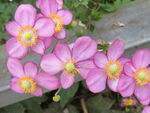 野棉花