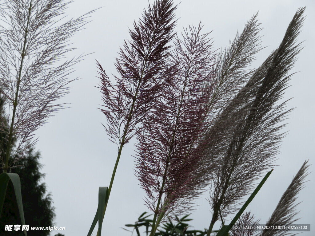 芦苇