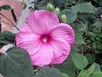 芙蓉花