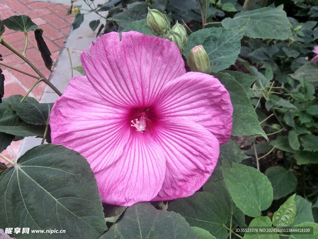 芙蓉花