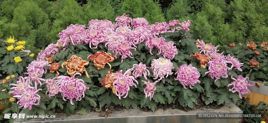 菊花