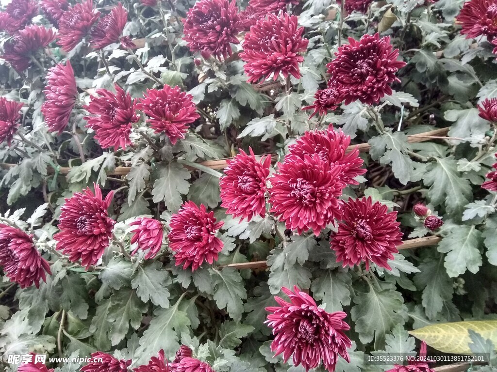 菊花