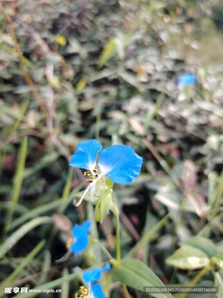 福鼎白茶茶园风光