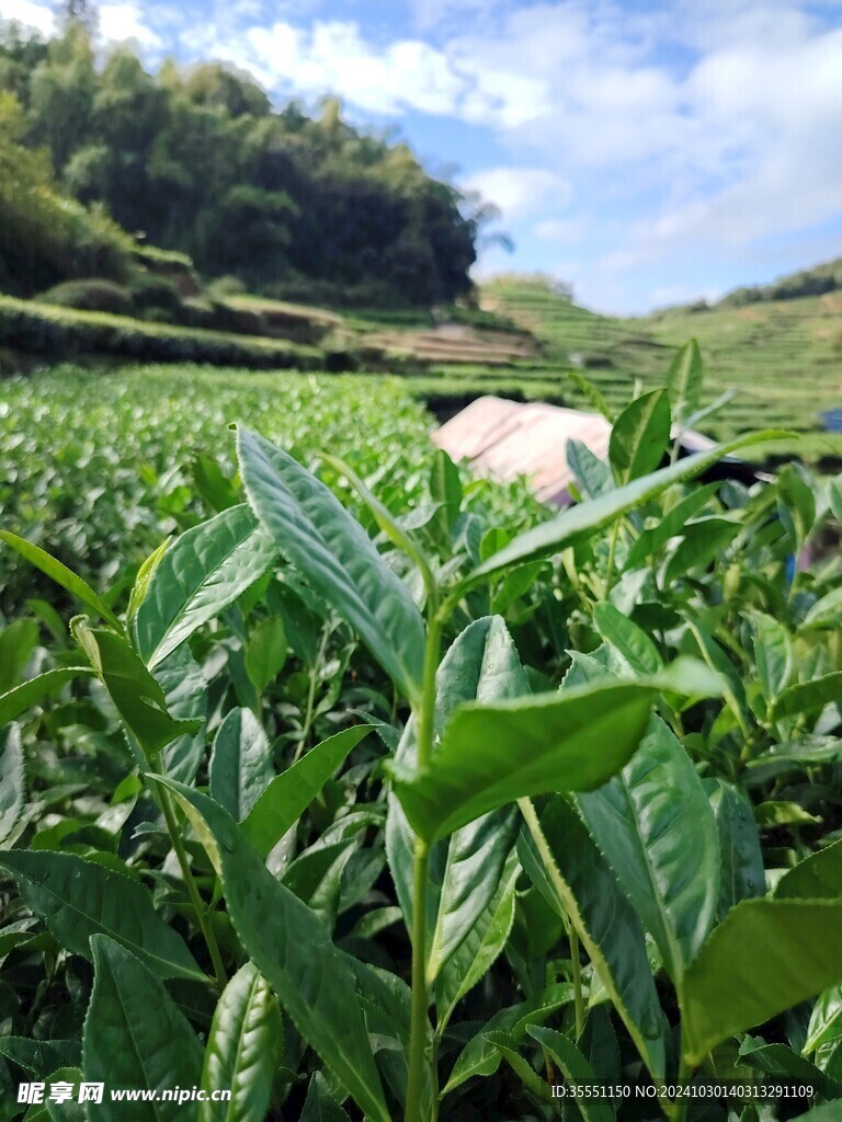 福鼎白茶 