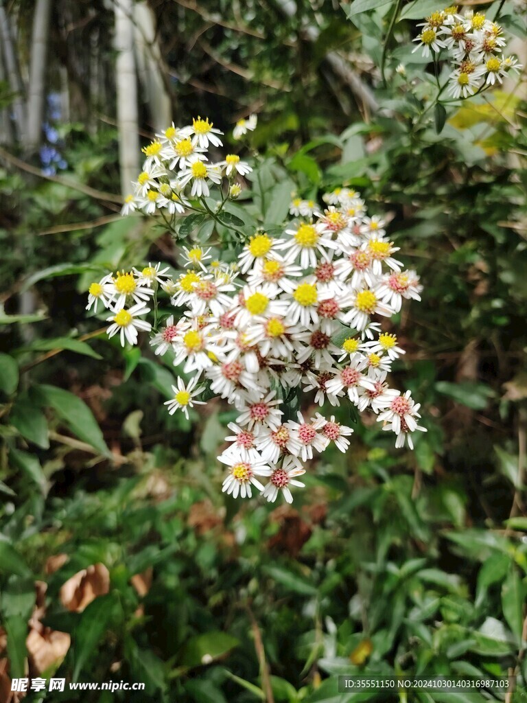 福鼎白茶茶园风光