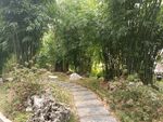 丛竹