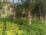 绿化景观