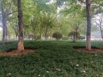 绿化景观