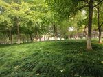绿化景观
