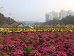 绿化景观