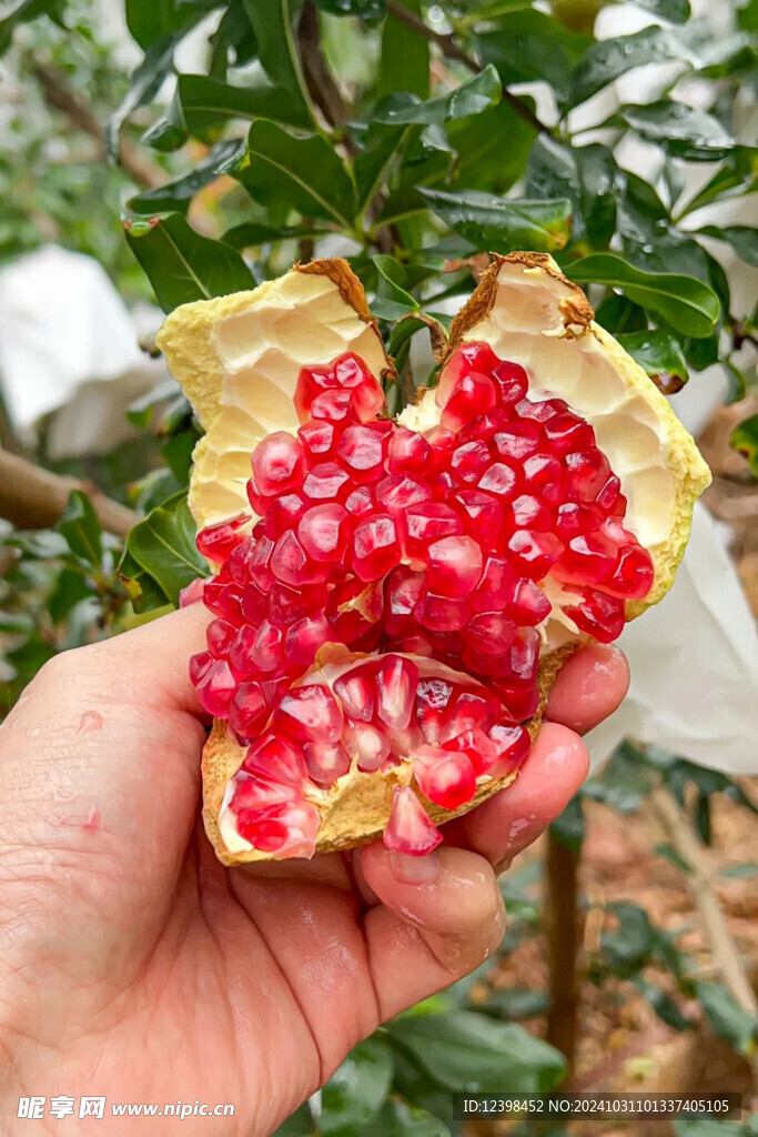 石榴