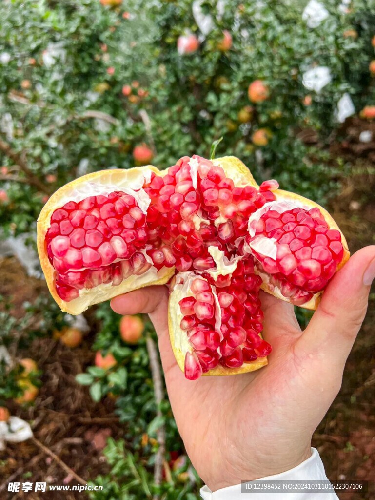 石榴