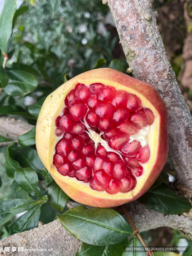 石榴