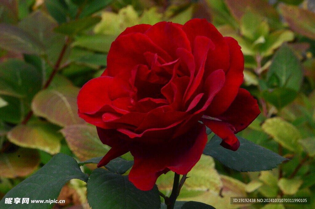 月季花 