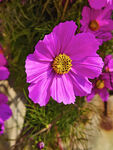 格桑花