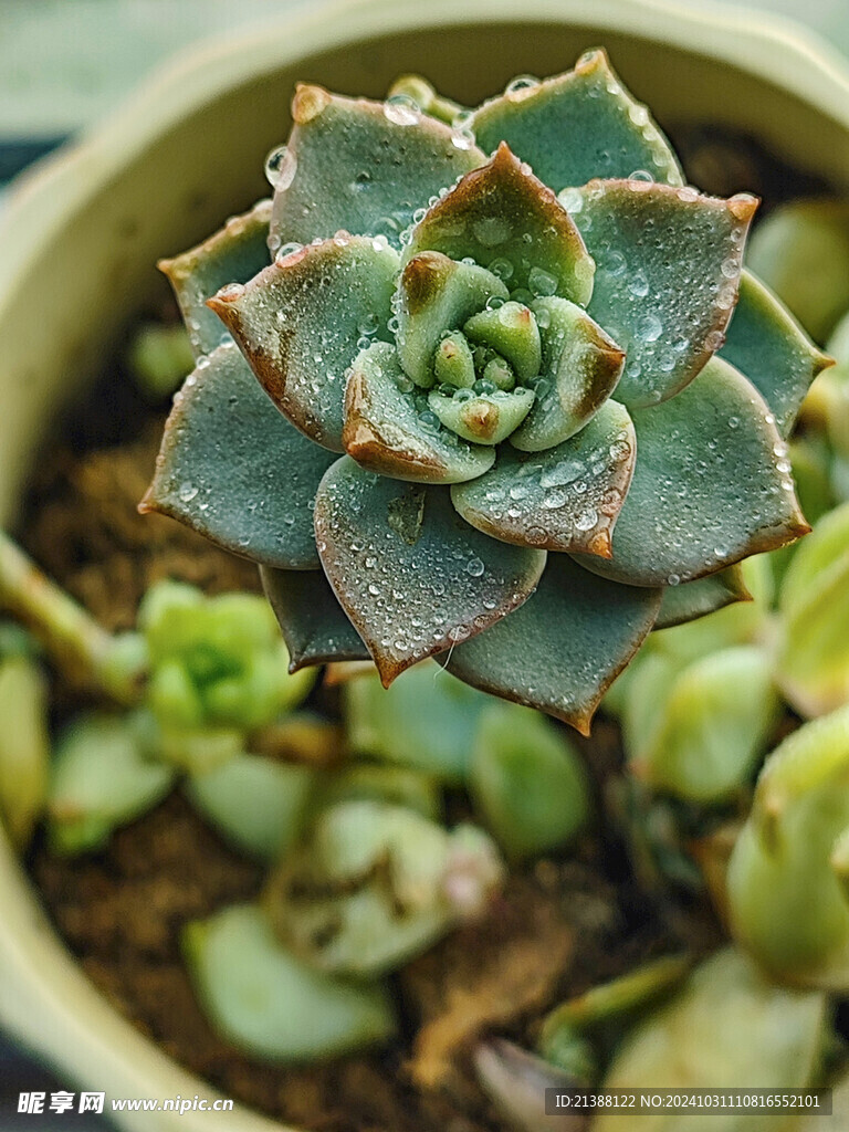 多肉植物