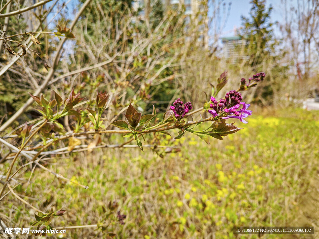 丁香花