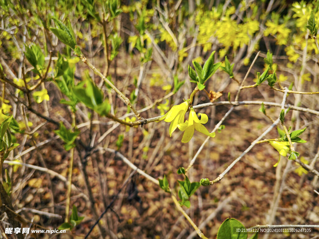 迎春花