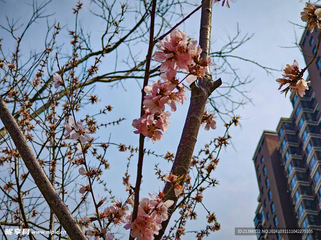 一枝桃花