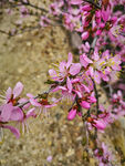 山桃花